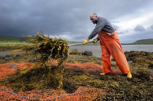 seaweed-harvest